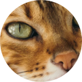assets/static/avatars/v2/av-10.png?v=4.2.29-hotfix-5